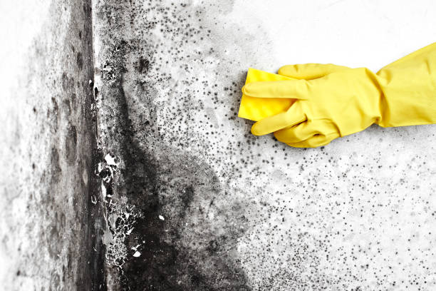 Best Preventive Mold Services in Wyboo, SC