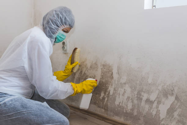 Best Basement Mold Remediation in Wyboo, SC