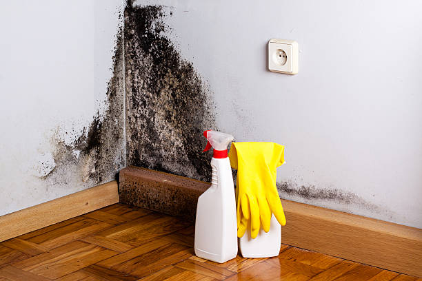 Professional Mold Remediation in Wyboo, SC