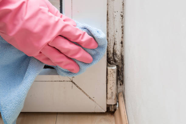 Best Attic Mold Remediation in Wyboo, SC