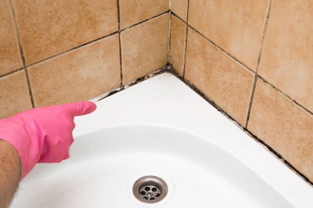 Best DIY Mold Remediation Support Services in Wyboo, SC